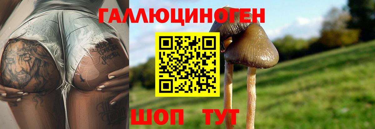Псилоцибиновые грибы GOLDEN TEACHER  Галлюциногенные грибы Psilocybine cubensis  Междуреченск  Вход с VPN 